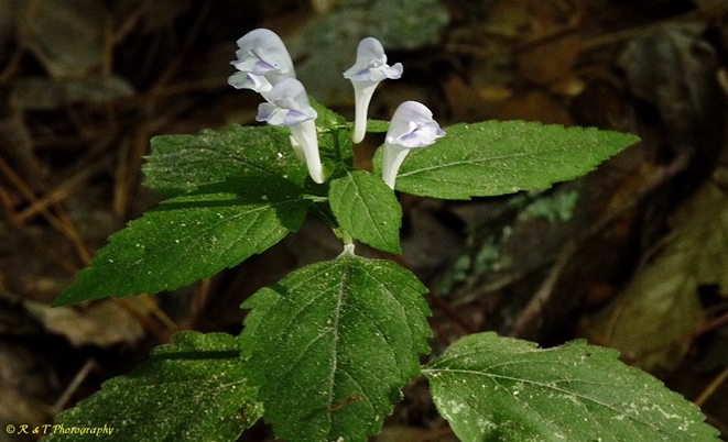 {Scutellaria montana}